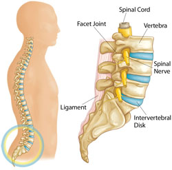 https://mydoctor.kaiserpermanente.org/mas/Images/Anatomy%20of%20the%20lower%20back_tcm88-738750.jpg