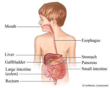 Irritable Bowel Syndrome Ibs In Children My Doctor Online