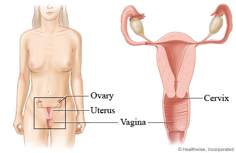 Genital sores - female Information