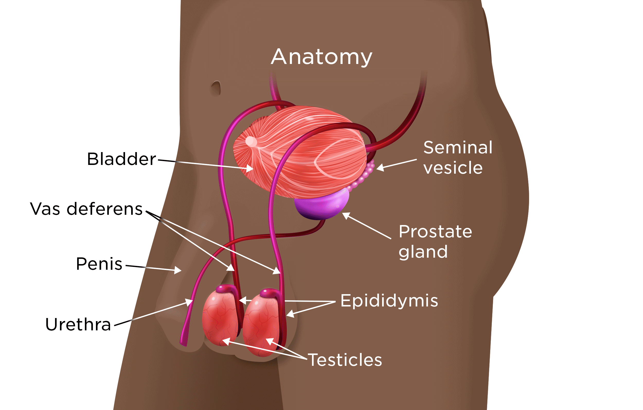 Distended Bladder: Causes, Symptoms, and Treatments