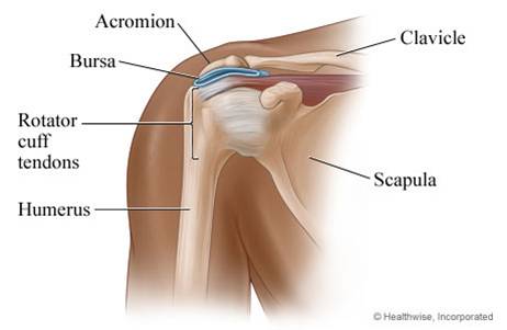 Rotator Cuff Injury Explained. Including Rotator Cuff Tear, Rotator Cuff  Bursitis, Rotator Cuff Tendonitis. Symptoms, Exercises, Stretches, Repair,  Re