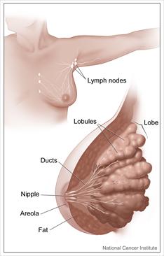 Adult female breast anatomy illustration.