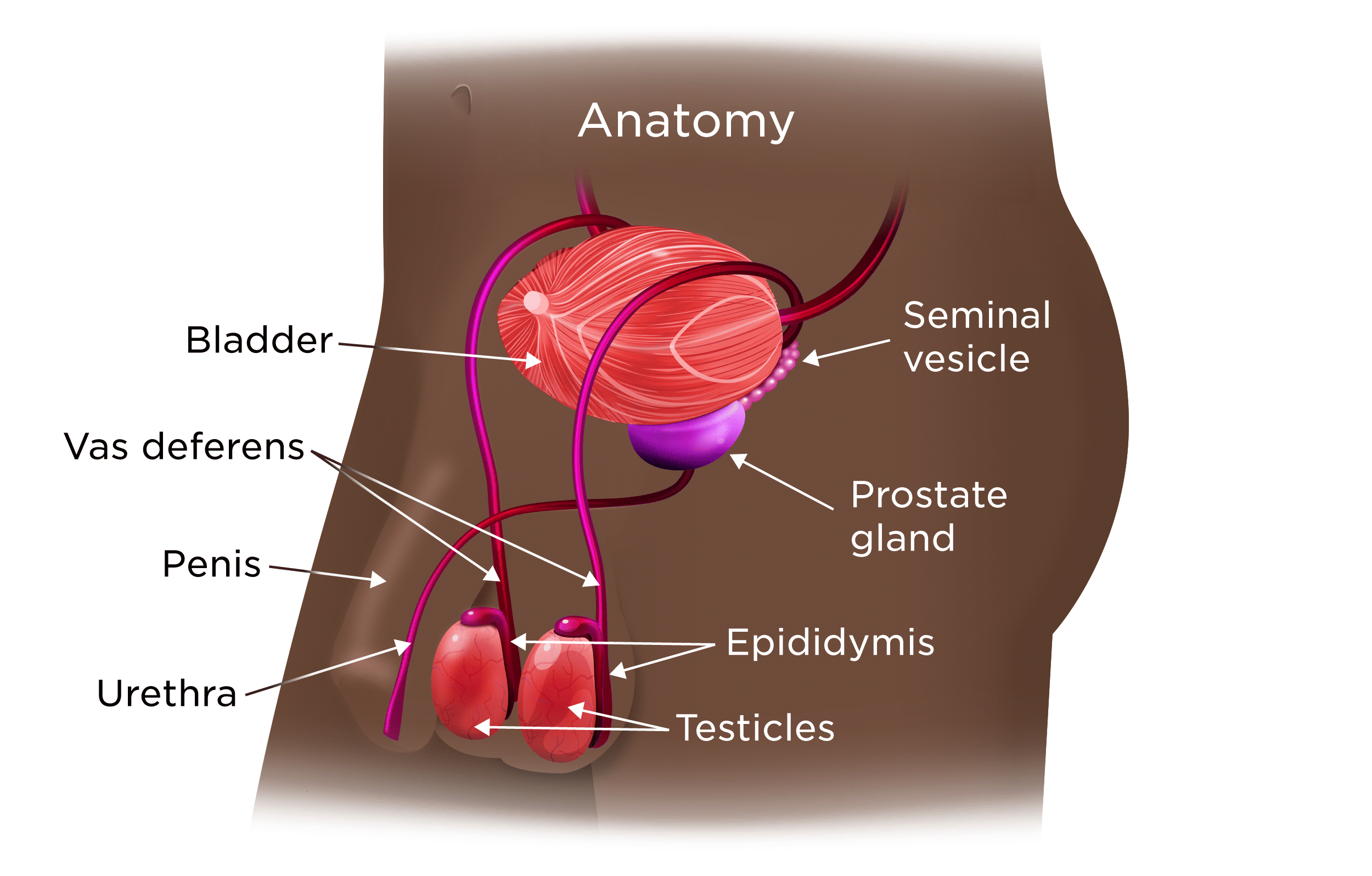 2024_Male_Reproductive_Anatomy_English_2500x1596_tcm75-2099227.png