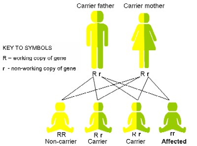 In Autosomal Dominant Inheritance Jsp Number