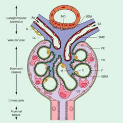 Kidney Biopsy 