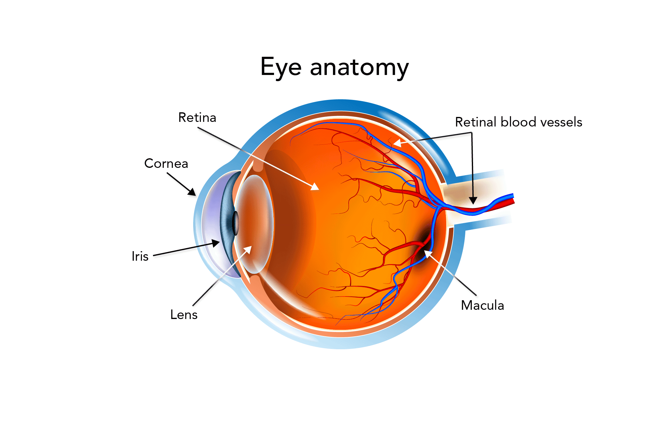 Uveitis (Inflammatory Eye Disease) in Children | My Doctor Online