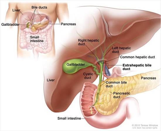 Bile Duct Cancer Surgery My Doctor Online